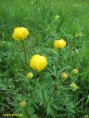 /album/fleurs-jaune/trolle-d-europe-jpg/